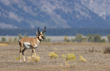 Pronghorn Antelope Buck in Autumn in Wyoming