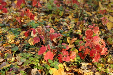 red green and yellow leaves in autumn forest