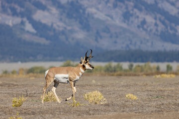 Pronghorn Antelope Buck in Autumn in Wyoming