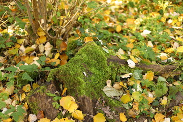 moss on a rotten tree trunk in autumn forest