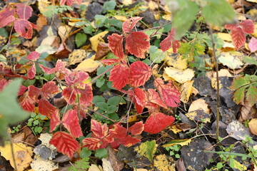 red green and yellow leaves in autumn forest