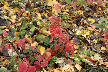 red green and yellow leaves in autumn forest