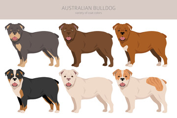 Australian bulldog clipart. All coat colors set.  All dog breeds characteristics infographic
