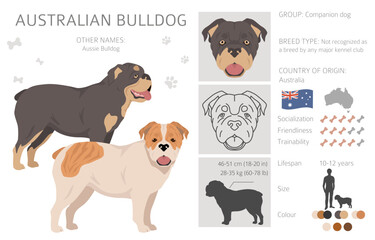 Obraz na płótnie Canvas Australian bulldog clipart. All coat colors set. All dog breeds characteristics infographic