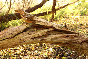 rotten tree in autumn forest