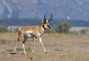 Pronghorn Antelope Buck in Autumn in Wyoming