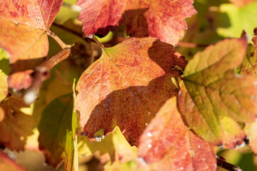 Leaves of Viburnum opulus with autumnal foliage. Closeup