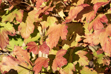 Leaves of Viburnum opulus with autumnal foliage. Closeup
