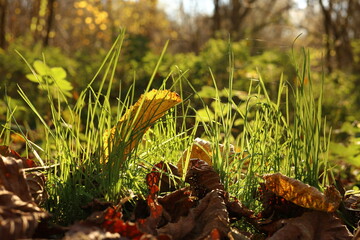 green grass in autumn with leaves