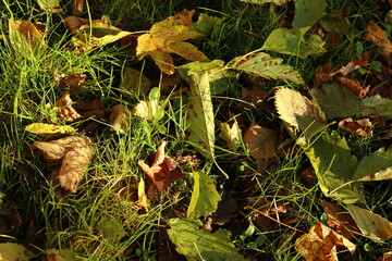 autumn leaves on the ground