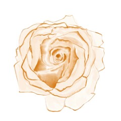 Watercolor yellow rose isolated on white