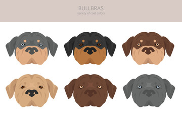 Bullbras clipart. All coat colors set.  All dog breeds characteristics infographic