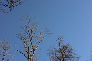 trees and sky