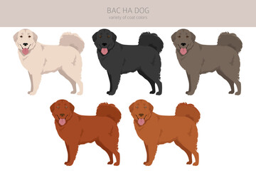 Bac Ha dog all colours clipart. Different coat colors and poses set