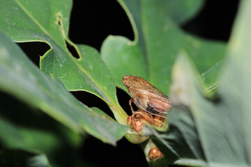 glassy winged sharpshooter insect macro photography