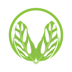 Monstera adansonii Leaf Logo, Green Plant Vector, Tree Vector, Rare Leaf Illustration