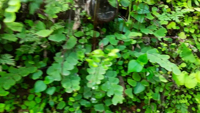 Adiantum capillus-veneris plant in the wall. Its other names Southern maidenhair fern,&nbsp;black maidenhair fern,&nbsp;maidenhair fern and&nbsp;venus hair fern. It is cultivated a popular&nbsp;garden fern&nbsp;and&nbsp;houseplant