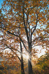 Sunlight through the autumn foliage of a young oak tree.
