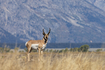 Pronghorn Antelope Buck in Autumn in Wyoming © natureguy