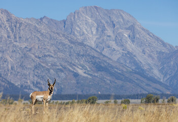 Pronghorn Antelope Buck in Autumn in Wyoming