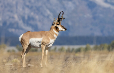 Pronghorn Antelope Buck in Autumn in Wyoming