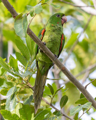 The White-eyed Parakeet also know Parrot perched on a branch. Species Psittacara leucophthalmus. Colored feathers. animalworld. bird lover. birding. Birdwatcher.