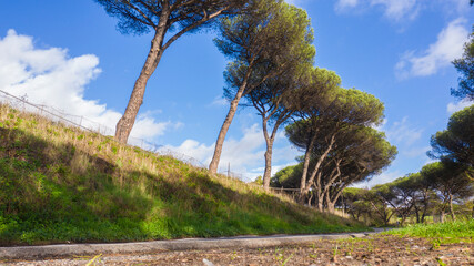 Bottom view of a path in the forest