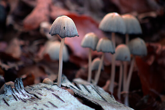 Mushrooms in a group