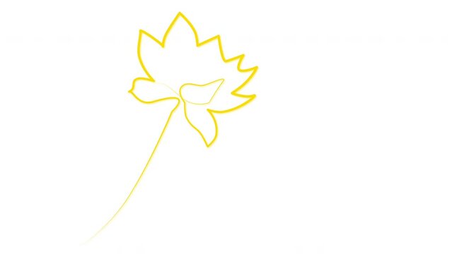 Golden yellow Lotus flower calligraphy outline self drawing animation. Luma matte, mask, alpha channel.	