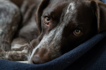 portrait of a dog