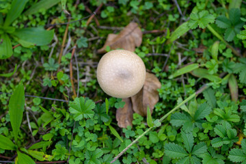 One mushroom standing alone in the grass
