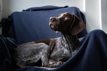 dog sitting on a sofa
