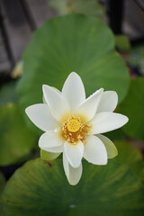 Nénuphar Fleur blanche et jaune