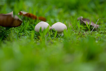 Two mushrooms standing alone in the grass