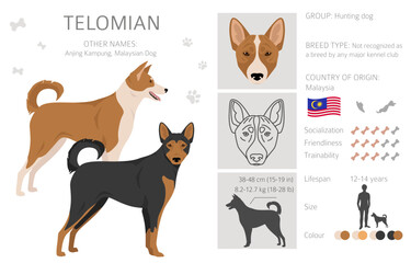 Telomian dog clipart. All coat colors set.  All dog breeds characteristics infographic