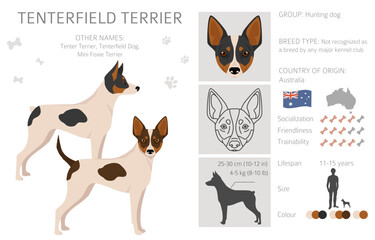 Tenterfield Terrier clipart. All coat colors set.  All dog breeds characteristics infographic