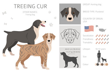Treeing Cur clipart. All coat colors set.  All dog breeds characteristics infographic
