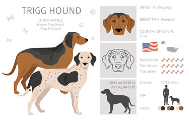 Trigg Hound clipart. All coat colors set.  All dog breeds characteristics infographic