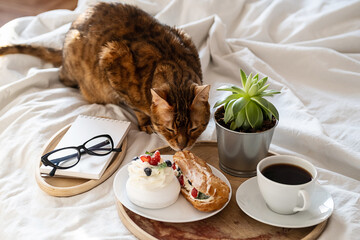Funny bengal cat lies near wooden tray with coffee, cakes and notebook on bed. Cozy weekend morning at home.