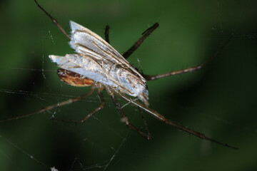 natural parasteatoda tepidariorum spider macro
