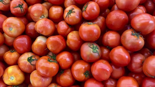 A person is picking a tomato. Beef tomato background. Texture red tomato. Concept of healthy life, agriculture life or buying vegetable.