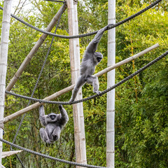 Silvery gibbon, Hylobates moloch having fun in a German park