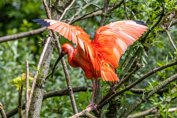 Scarlet ibis, Eudocimus ruber. Wildlife animal in the zoo