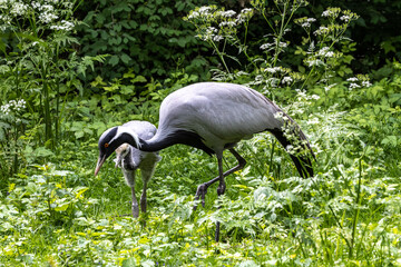 Family of Demoiselle Crane, Anthropoides virgo are living in the bright green meadow during the day time - Powered by Adobe