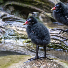 Little Common moorhen baby, Gallinula chloropus also known as the waterhen