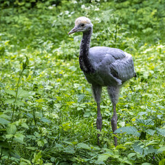 Beautiful yellow fluffy Demoiselle Crane baby gosling, Anthropoides virgo in a bright green meadow