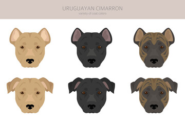 Uruguayan Cimarron clipart. All coat colors set.  All dog breeds characteristics infographic