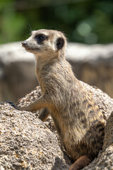 Fototapeta premium Meerkat, Suricata suricatta sitting on a stone and looking into the distance