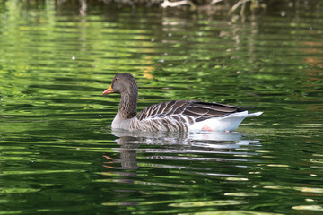 The greylag goose, Anser anser is a species of large goose