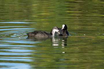 The Eurasian coot, Fulica atra swimming on the Kleinhesseloher Lake at Munich, Germany